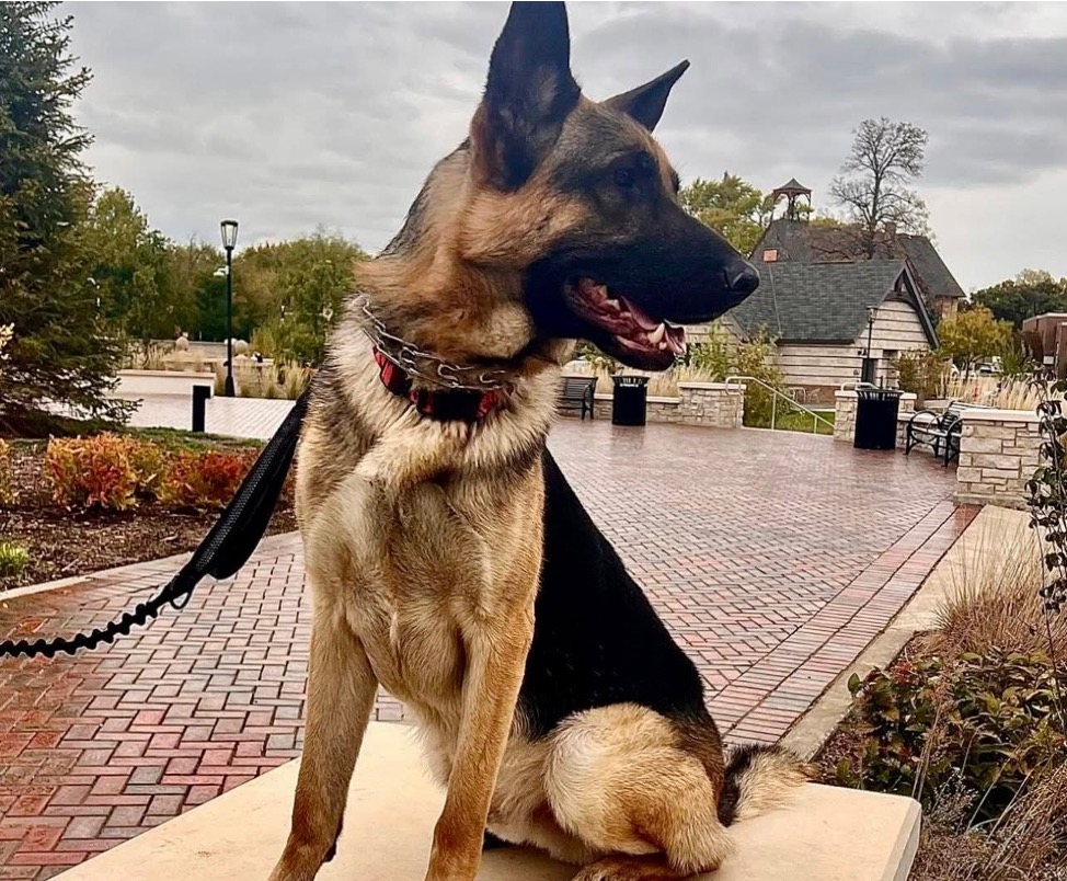 Sire - Ruger